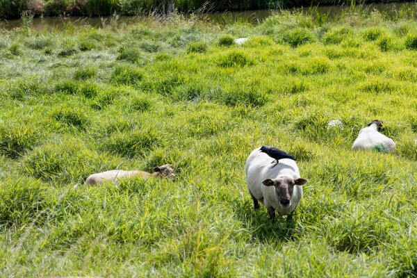 photo 56 Rottekade 167
